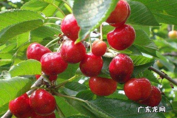 樱桃采摘完怎么管理，用什么肥料进行追肥