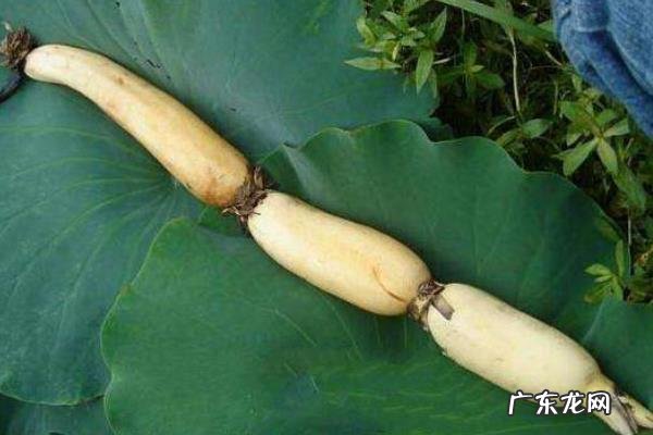 莲藕种植技术，不同品种适合种植的环境不同