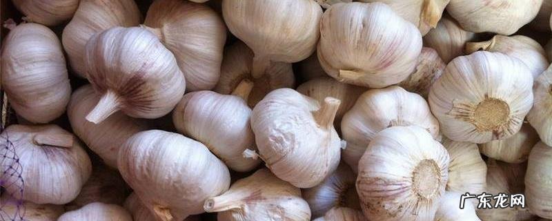 大蒜种植技术,种植前需去皮、分瓣