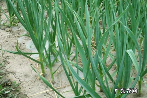 大蒜种植技术,种植前需去皮、分瓣