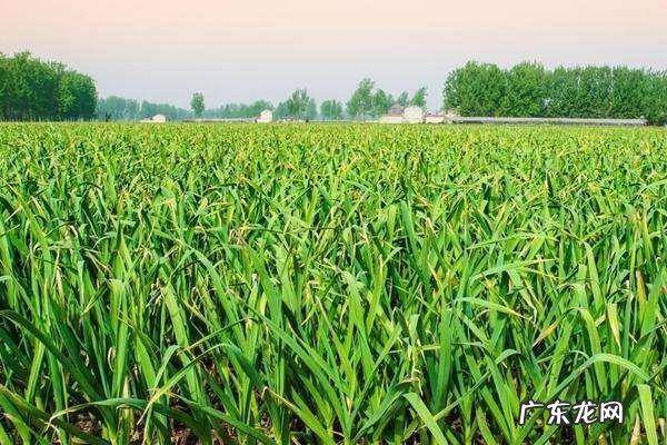 大蒜种植技术,种植前需去皮、分瓣