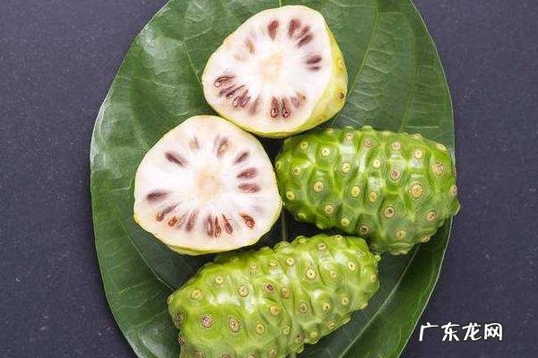 诺丽果种植技术,可种子播种和扦插育苗