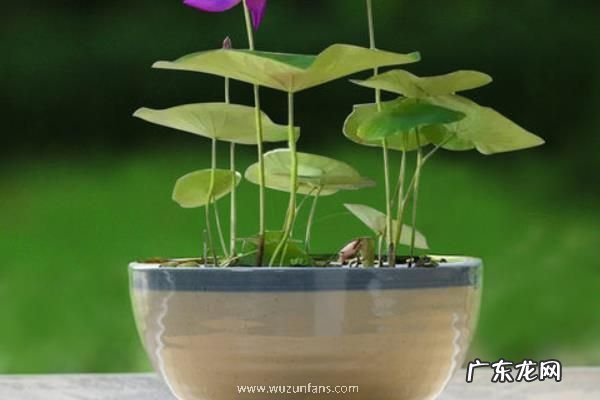 盆栽睡莲方法,每天需要长时间的光照