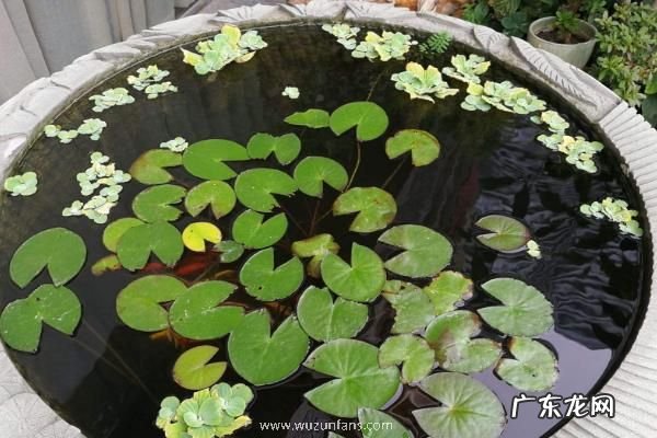 盆栽睡莲方法,每天需要长时间的光照
