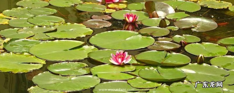 盆栽睡莲方法,每天需要长时间的光照