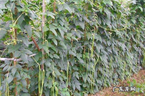豇豆种植技术，2