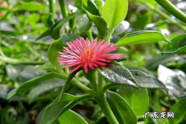 穿心莲种植方法有几种,分别介绍播种种植和扦插种植