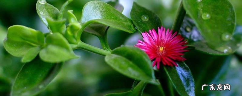 穿心莲种植方法有几种,分别介绍播种种植和扦插种植