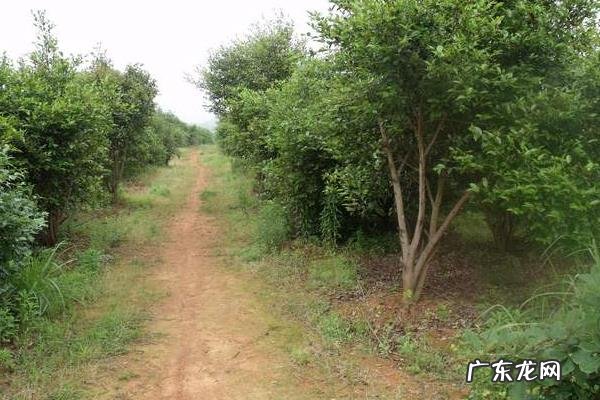 油茶树种植技术,土壤以偏酸性的红土或沙土为佳