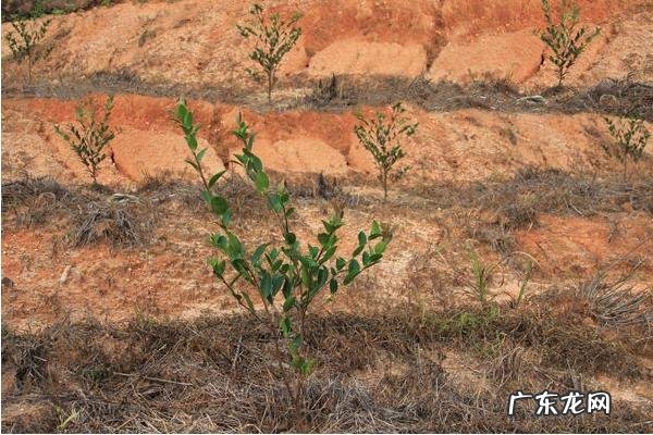 油茶树种植技术,土壤以偏酸性的红土或沙土为佳