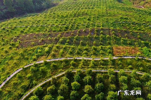 油茶树种植技术,土壤以偏酸性的红土或沙土为佳