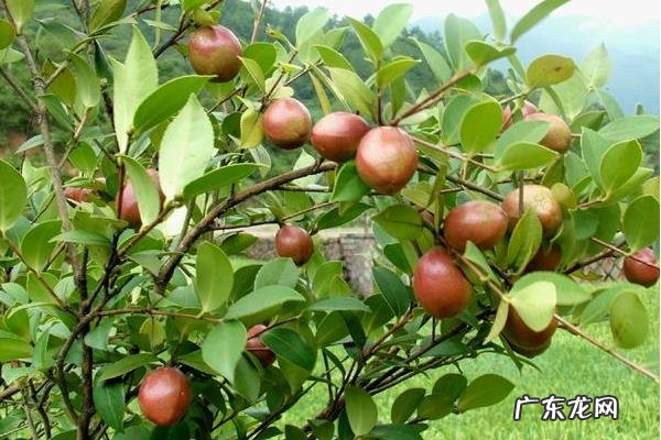 油茶树种植技术,土壤以偏酸性的红土或沙土为佳