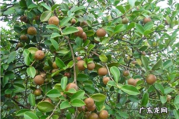 油茶树种植技术,土壤以偏酸性的红土或沙土为佳