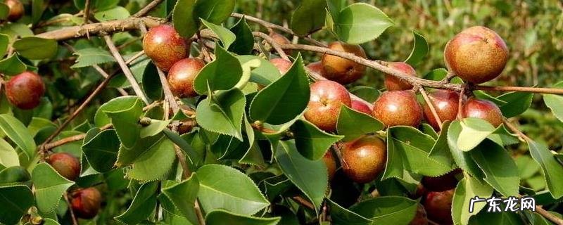 油茶树种植技术,土壤以偏酸性的红土或沙土为佳