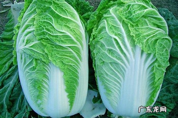 白菜种植技术,种子播种前需消毒处理