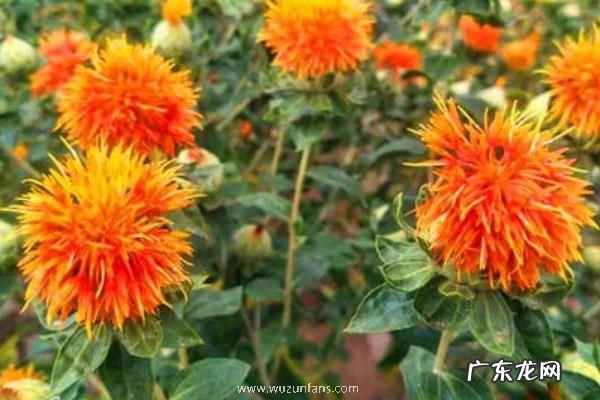 红花种植技术,整个生长期间需注意防治蚜虫