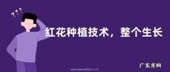 红花种植技术，整个生长期间需注意防治蚜虫