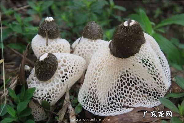 竹荪常见的种植方式,分别介绍压块、直播和室内箱栽培