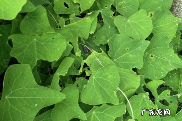 粉防己种植技术，如何防治病虫害