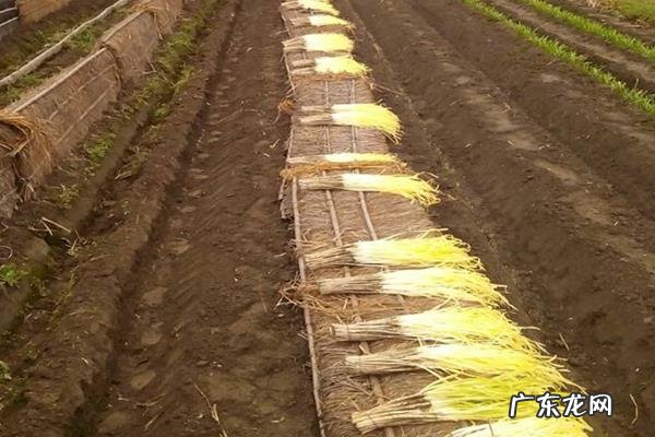 韭黄种植技术，附韭黄的疾病防治