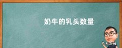 奶牛的乳头数量