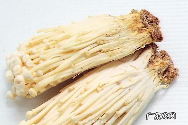 金针菇栽培技术