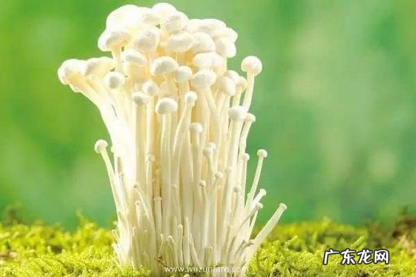 金针菇栽培技术