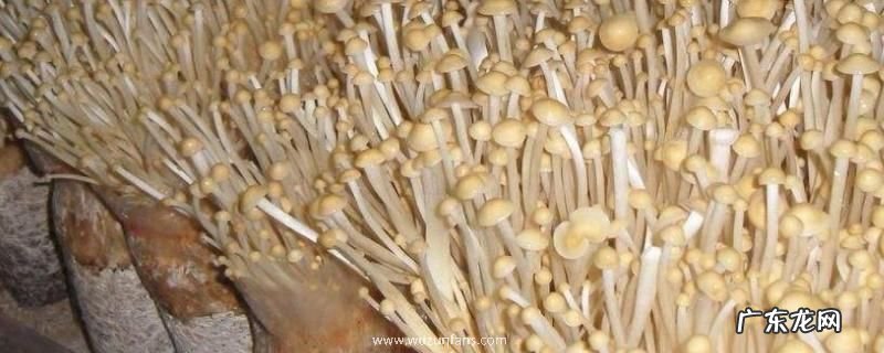 金针菇栽培技术