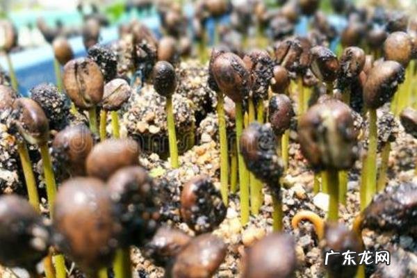 咖啡豆种植技术，适时播种，定期喷洒药物