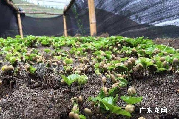 咖啡豆种植技术，适时播种，定期喷洒药物