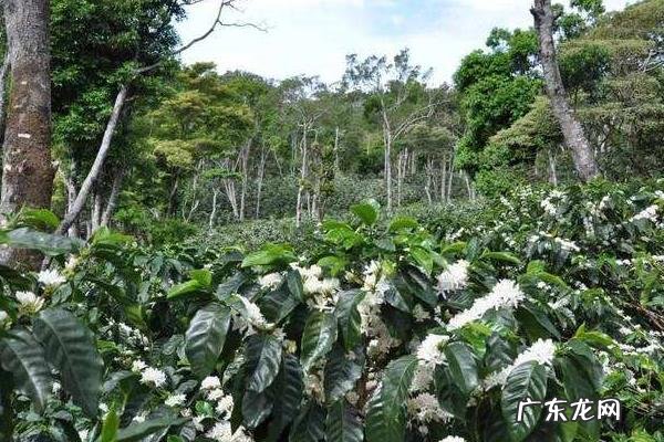 咖啡豆种植技术，适时播种，定期喷洒药物