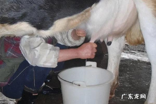 奶牛一天可以产出多少奶水