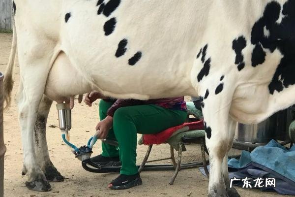 奶牛一天可以产出多少奶水