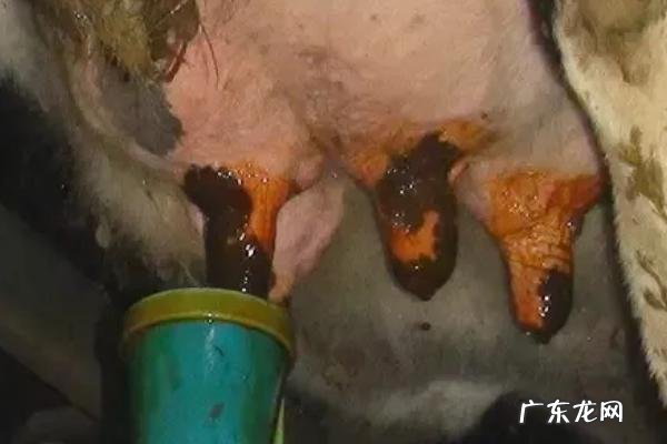 奶牛一天可以产出多少奶水