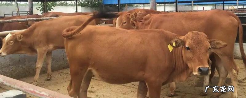 小牛反刍吐水的治疗方法