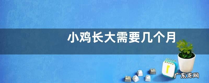 小鸡长大需要几个月