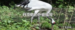 丹顶鹤的外貌描写