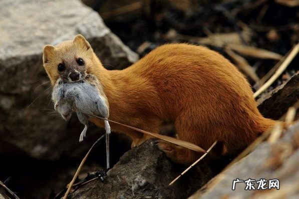 家里供黄大仙有什 家里供黄大仙有什么说法