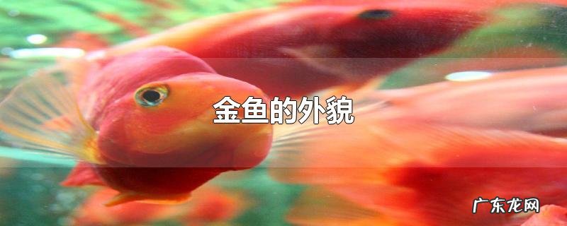 金鱼的外貌