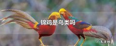 锦鸡是鸟类吗