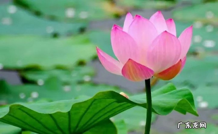 女人行将转好运气 女人即将转好运气的征兆