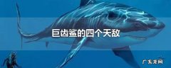 巨齿鲨的四个天敌