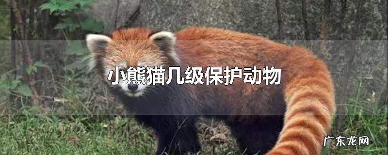 小熊猫几级保护动物