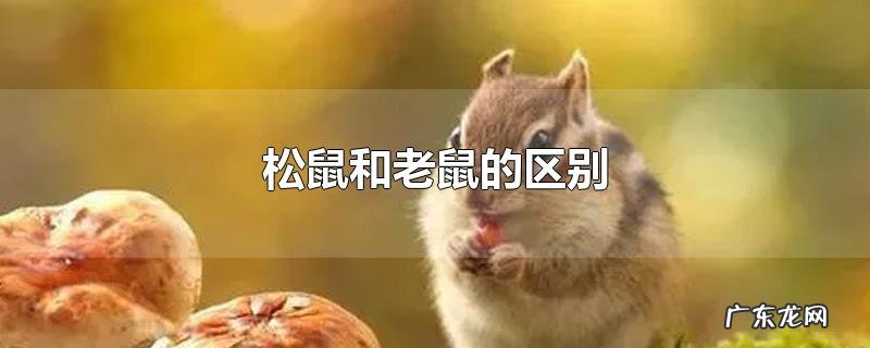 松鼠和老鼠的区别