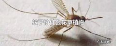 蚊子怕什么花草植物