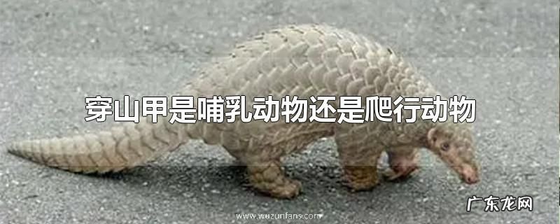 穿山甲是哺乳动物还是爬行动物