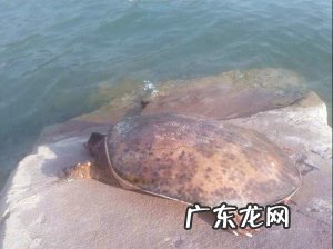 为何放生泥鳅果 为什么放生泥鳅果报大