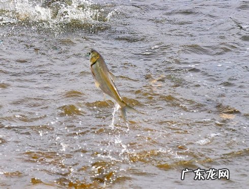 为何放生泥鳅果 为什么放生泥鳅果报大