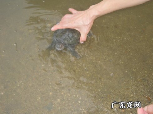 为何放生泥鳅果 为什么放生泥鳅果报大