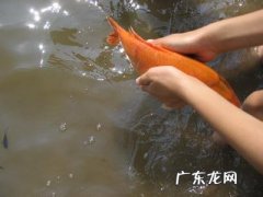 放生的必念口诀 放生的必念口诀
